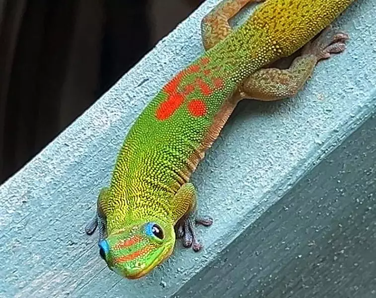 Gold Dust Gecko pet