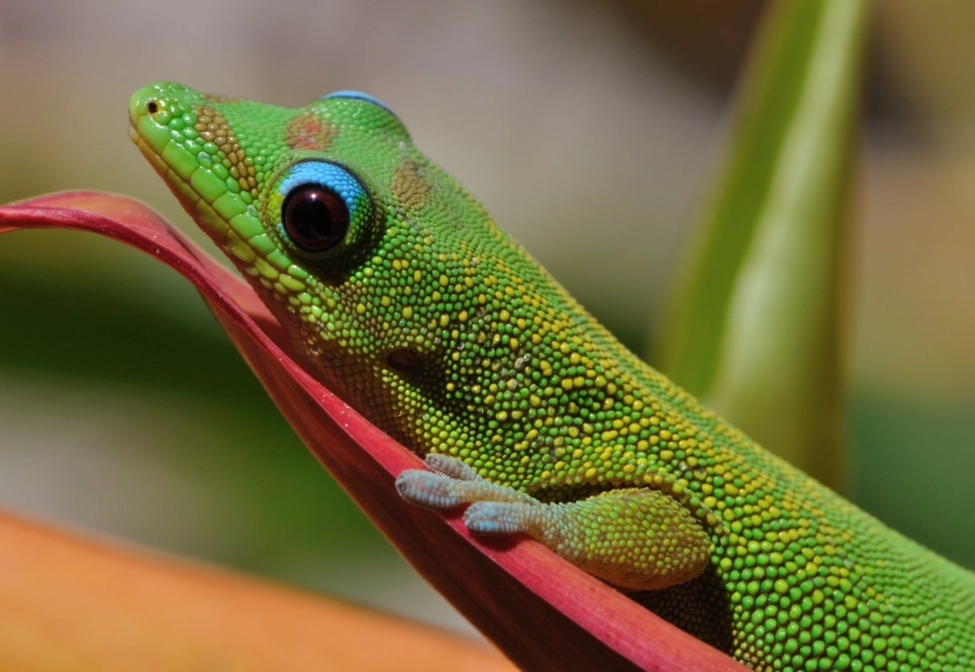 Day Gecko behavior