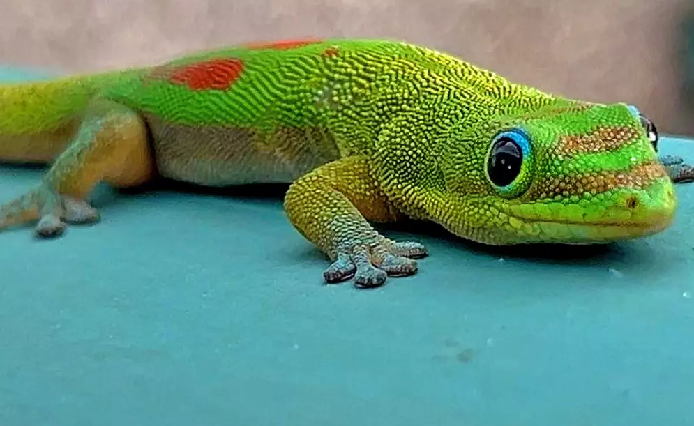 Gold Dust Day Gecko aggression