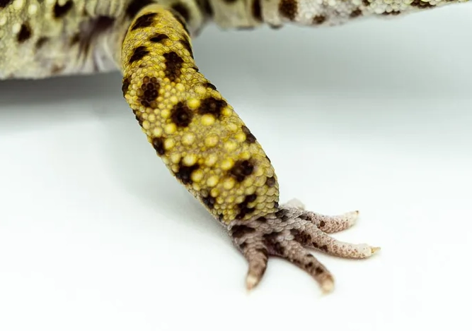 leopard gecko anatomy
