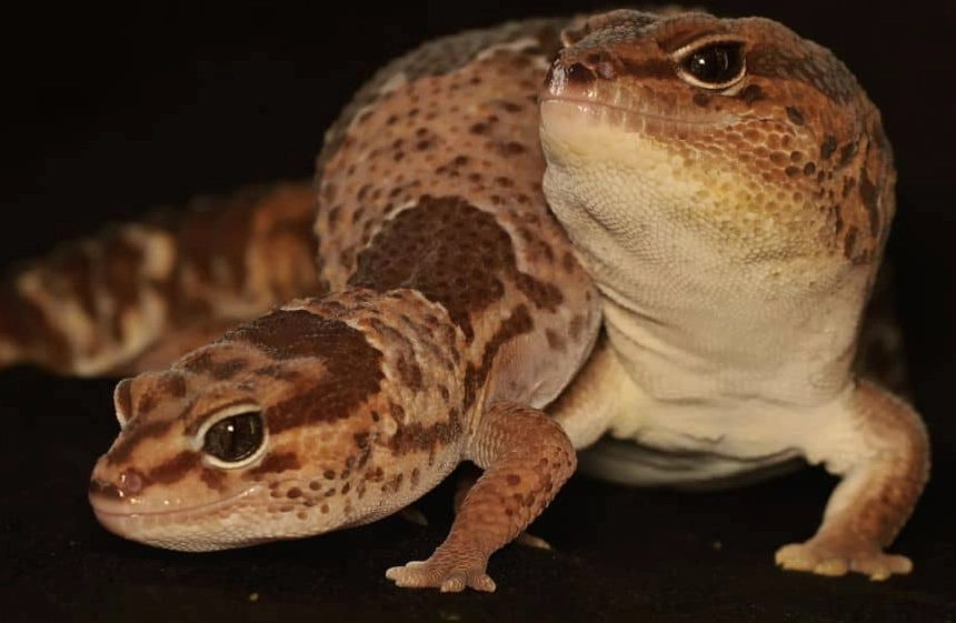 fat tailed gecko tank mate