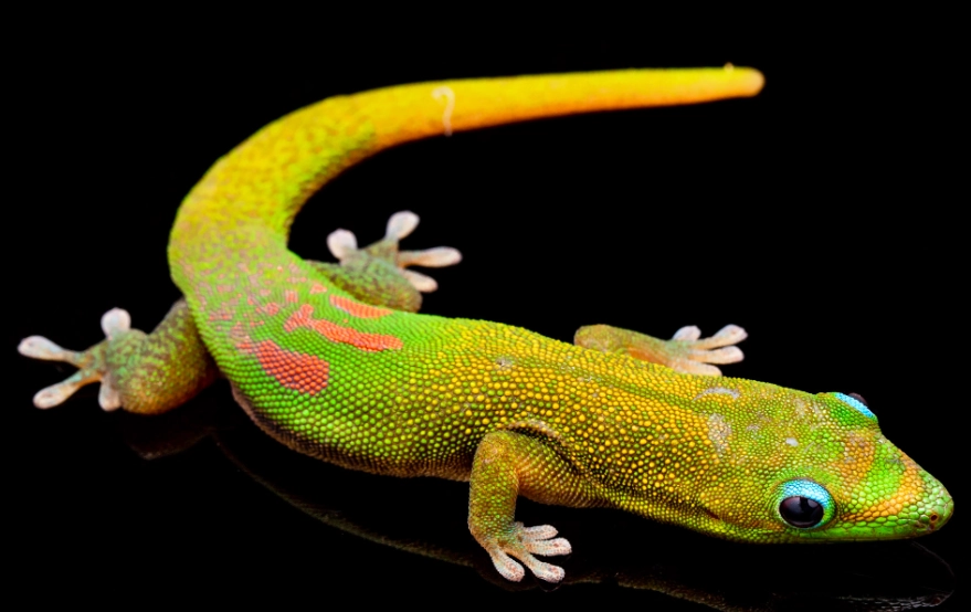gold dust day gecko size