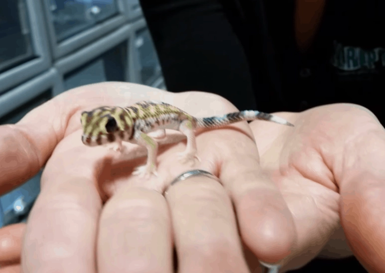 are frog-eyed geckos good pets