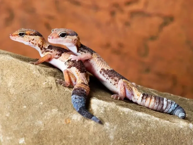 can fat tailed geckos live together