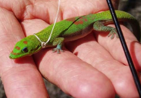 How big do Gold Dust Day Geckos get?