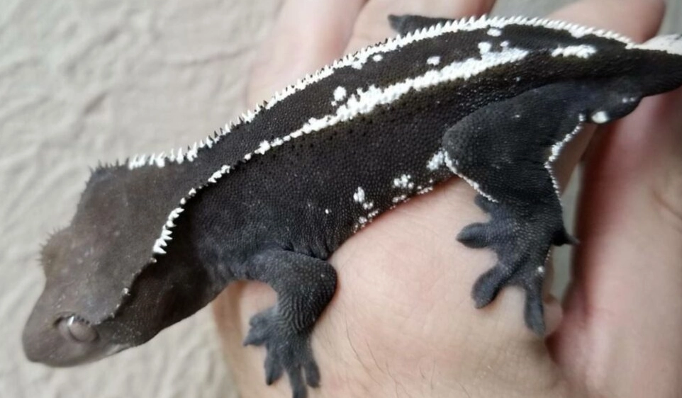 Axanthic Gecko