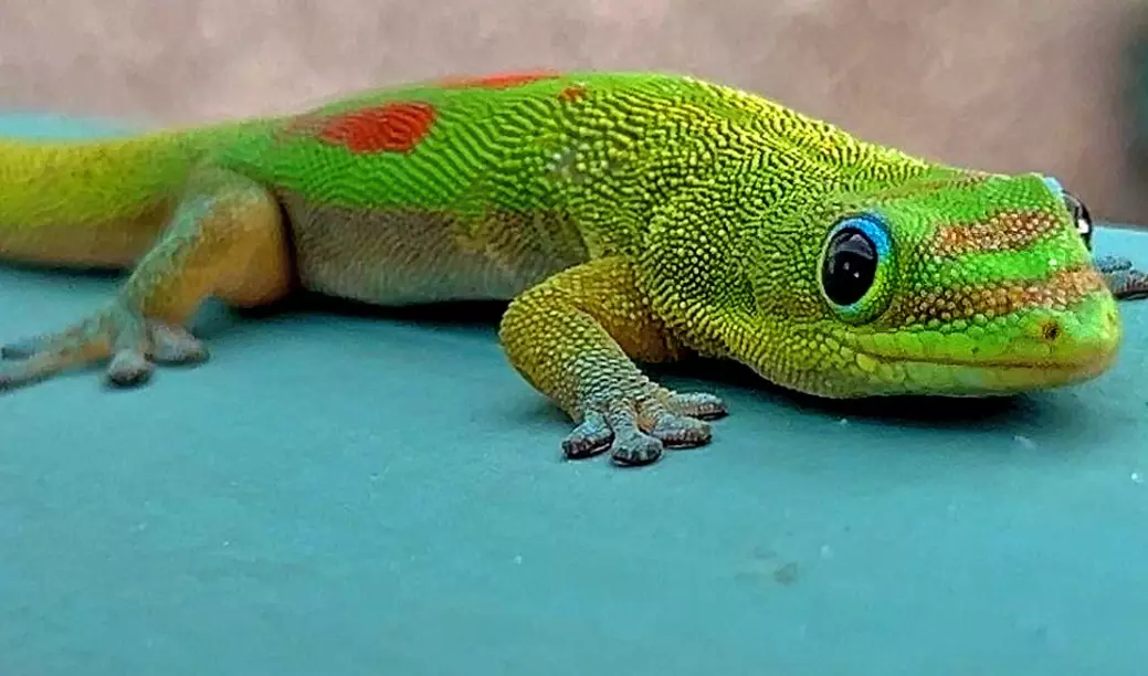 how big do gold dust day geckos get