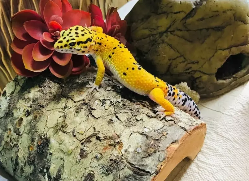 white leopard gecko care