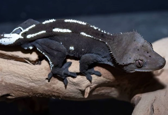 axanthic gecko price