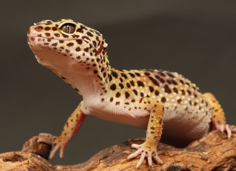 leopard gecko lifespan