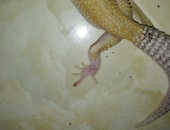 gecko toes