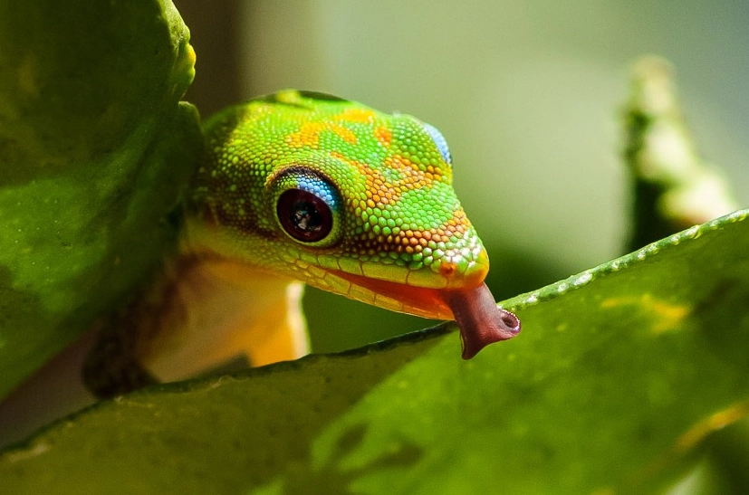 phelsuma laticauda size
