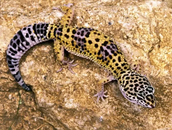 how big do leopard geckos get