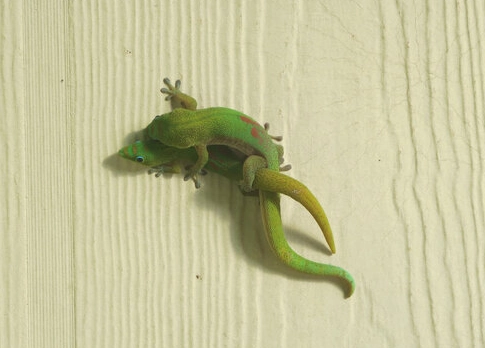 male vs female gold dust day gecko