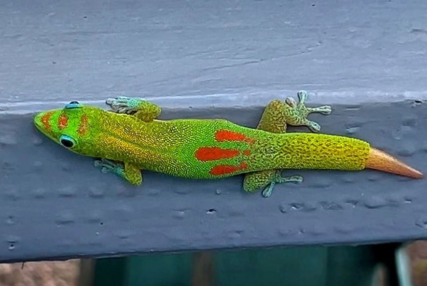 phelsuma laticauda size