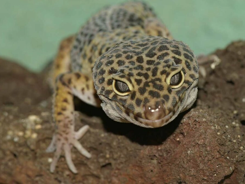 leopard gecko lifespan