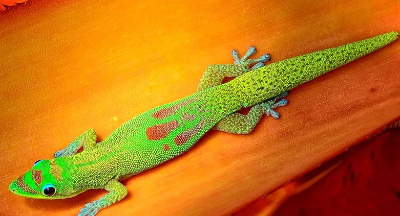 how big do gold dust day geckos get