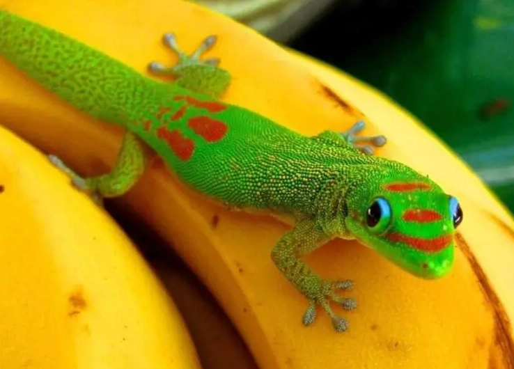 gold dust day gecko sexing