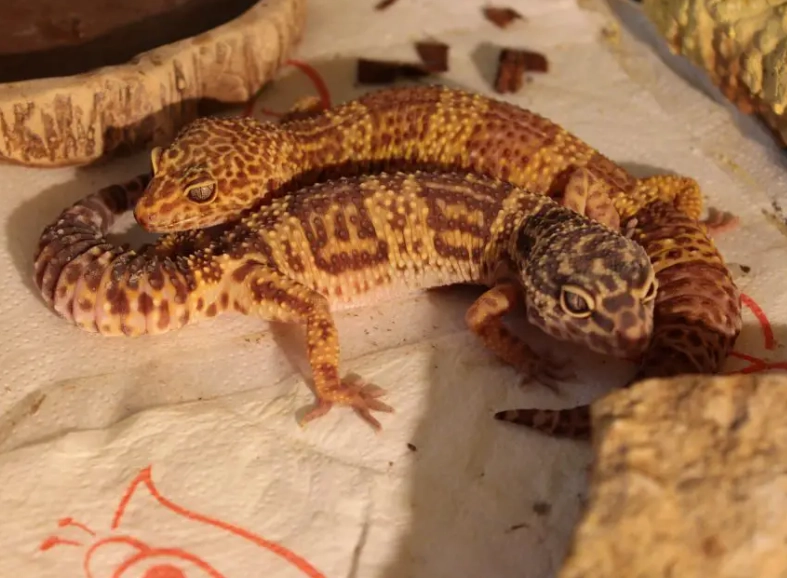 How big can leopard geckos live?