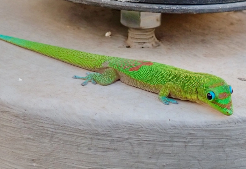 gold dust day gecko size