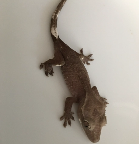 leopard gecko axanthic