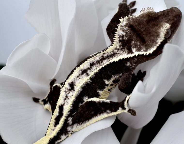 axanthic gecko price