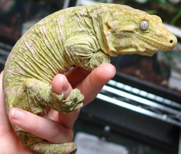 giant gecko size