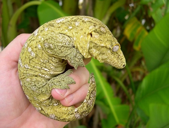Giant gecko size