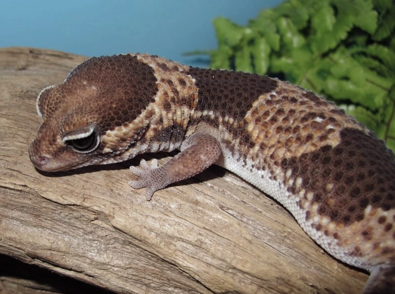 fat-tailed gecko care fat-tailed gecko care