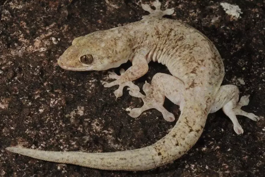 are giant geckos poisonous