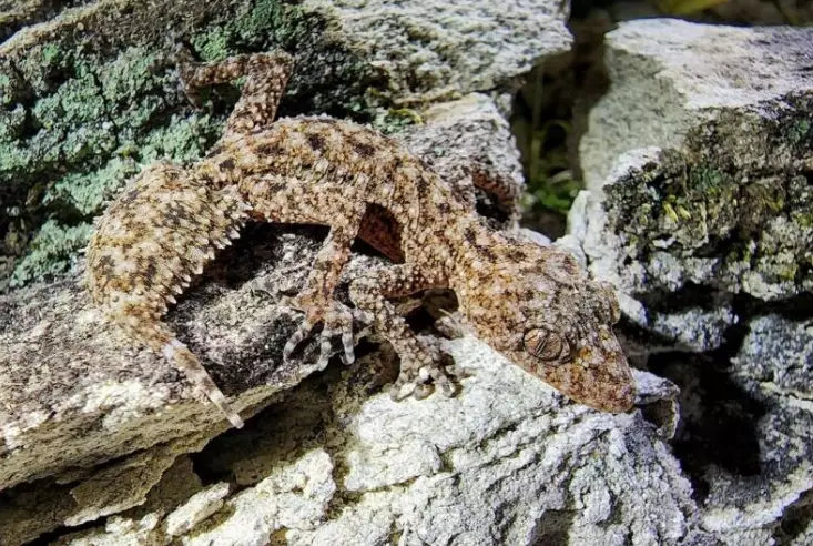 South African gecko species
