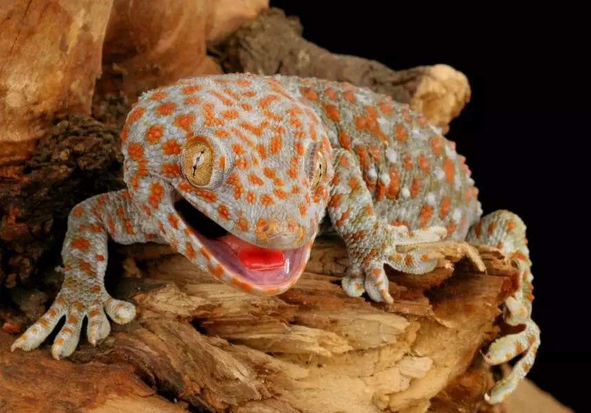 giant gecko bite safety