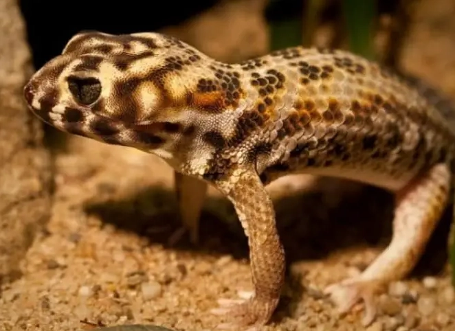 frog-eyed gecko nocturnal
