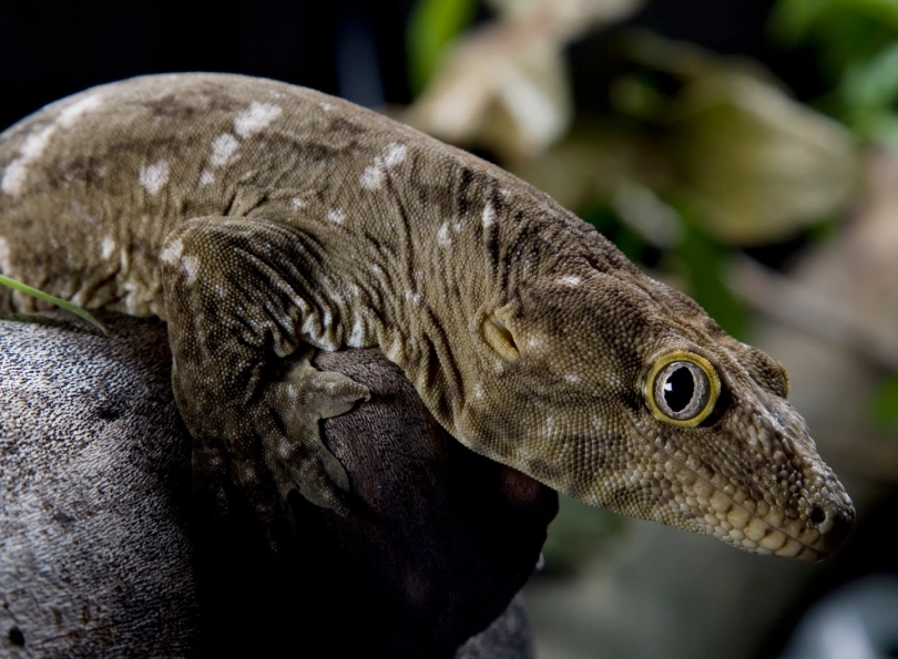 giant gecko venomous