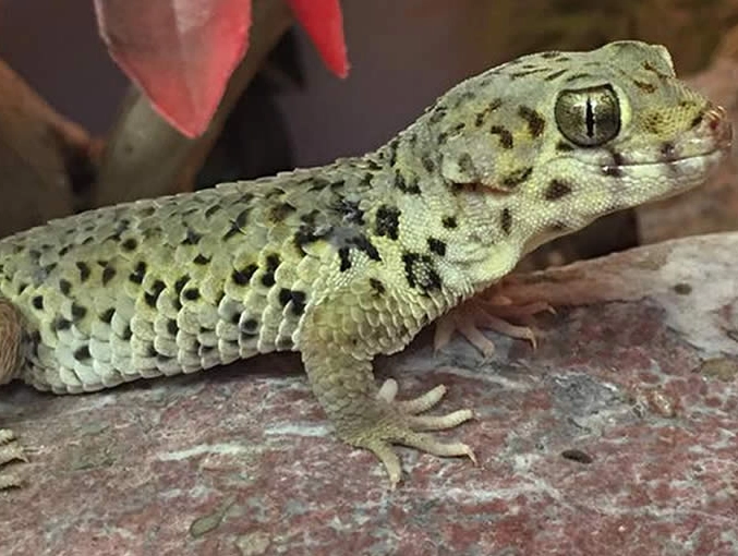 Are frog-eyed geckos nocturnal?