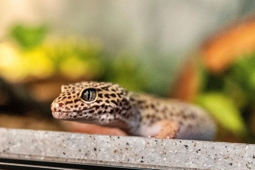 leopard gecko morphs