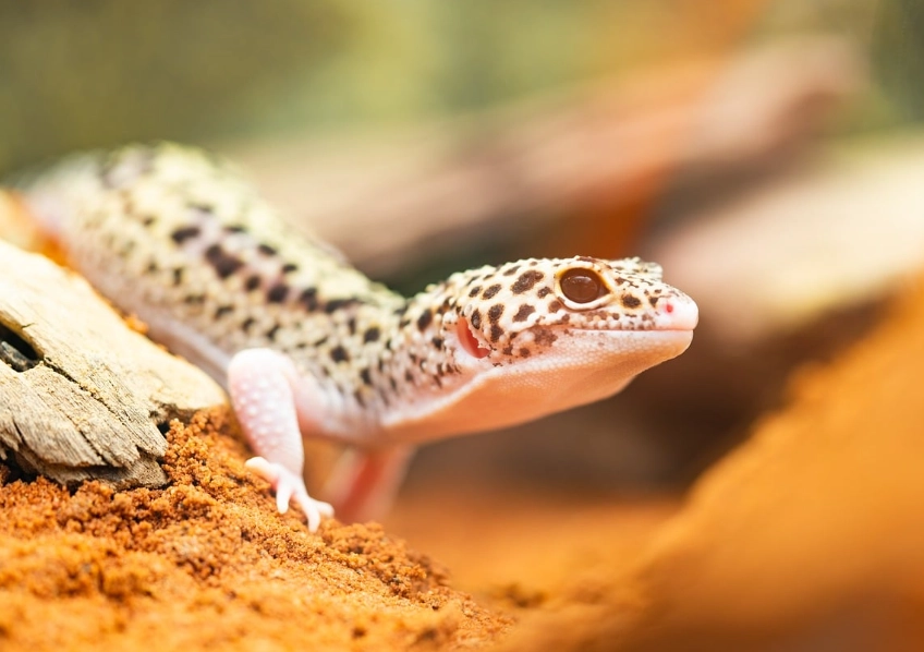 white leopard gecko care