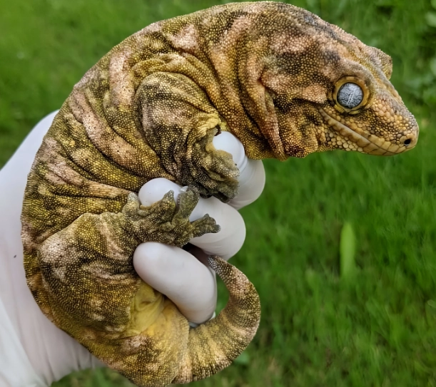 leachianus gecko size