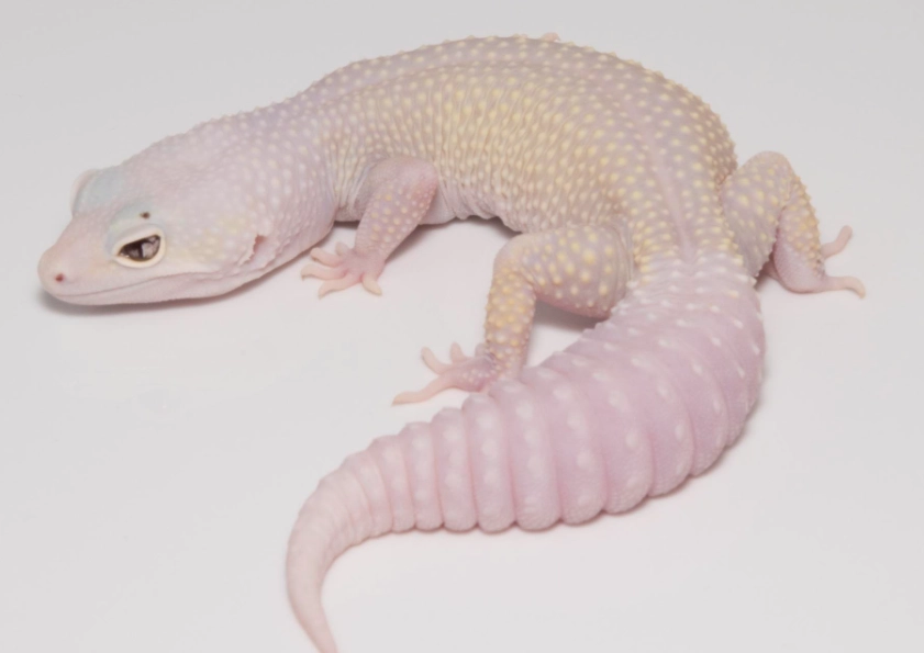 leopard gecko morphs