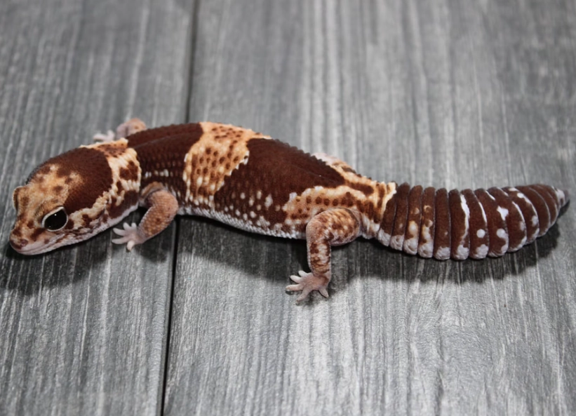 fat-tailed gecko care fat-tailed gecko care