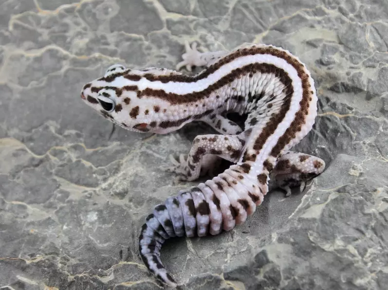 African fat-tailed gecko African fat-tailed gecko
