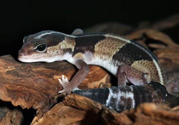 African fat-tailed gecko African fat-tailed gecko