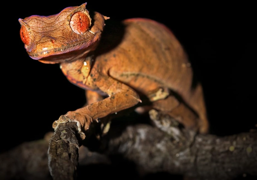 rare gecko species