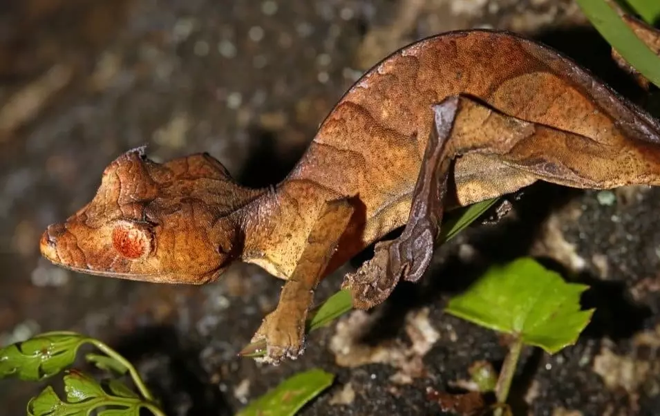 rare gecko species