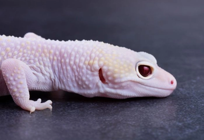 pet gecko habitat setup