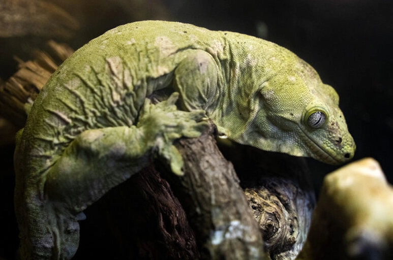 giant gecko venomous