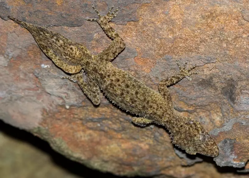 Broad-tailed gecko care