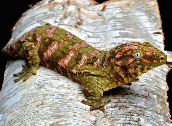 how big do giant geckos get