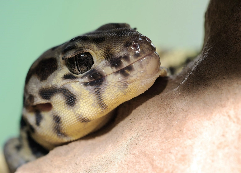 frog-eyed gecko nocturnal