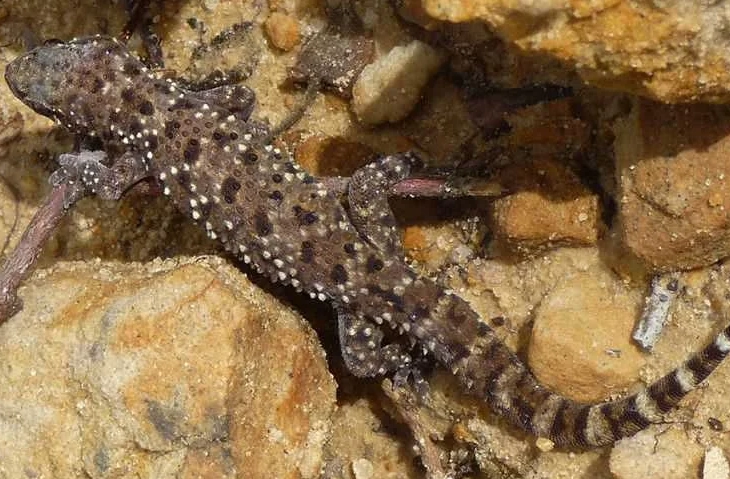 giant gecko venomous